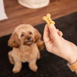 Rocco & Roxie Supply Co.Baked Salmon With English Peas And Thyme Dog Biscuits Dog Treats - 14oz -PawHut Sales Store GUEST 00141caf eda3 4e81 a7b3 6e9c43ed92fe