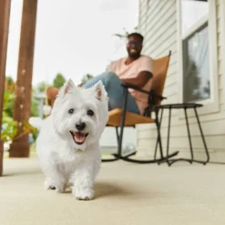 Cesar Wholesome Bowls Wet Dog Food - 3oz/6ct