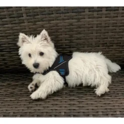 Doggy Tales Patented Hart Harness Blue - 35 6 Doggy Tales Patented Hart Harness Blue - 35 -PawHut Sales Store GUEST 0a29b073 f81f 4c25 8f3f 4c67b5048a73