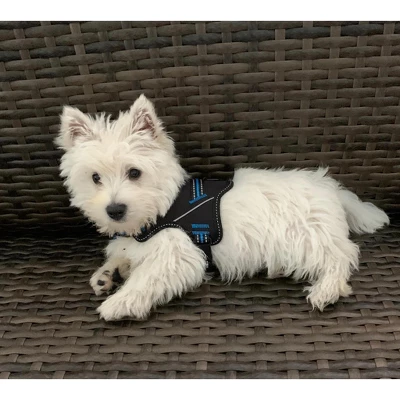 Doggy Tales Patented Hart Harness Blue - 35 3 Doggy Tales Patented Hart Harness Blue - 35 - Image 3