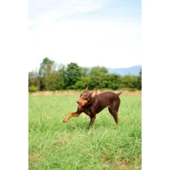 Chuckit! Ultra Ball 2pk - Orange/Blue - M 6 Chuckit! Ultra Ball 2pk - Orange/Blue - M -PawHut Sales Store GUEST 0d00cf69 cf91 4b32 888f 2a7884abe90e