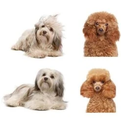 Link Worldwide Self Cleaning Dog And Cat Slicker Brush - Perfect For Grooming Tangled And Loose Hair 11 Link Worldwide Self Cleaning Dog And Cat Slicker Brush - Perfect For Grooming Tangled And Loose Hair -PawHut Sales Store GUEST 129f5a68 6e20 4984 841d a3bf03aca0b8