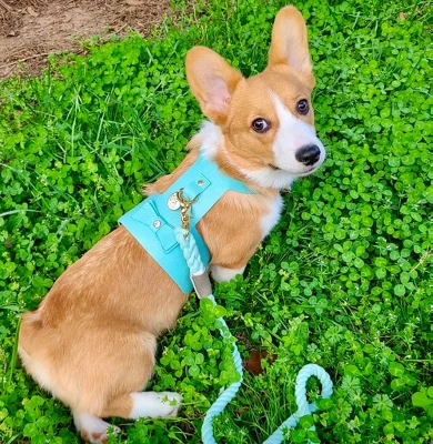 PoisePup – Luxury Pet Dog Harness – Soft Premium Italian Leather W/Crystal Harness For Small And Medium Dogs - Sunshine Babe 2 PoisePup – Luxury Pet Dog Harness – Soft Premium Italian Leather W/Crystal Harness For Small And Medium Dogs - Sunshine Babe - Image 2