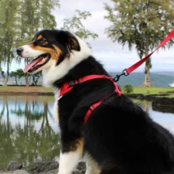 Voyager Step-In Lock Adjustable Dog & Cat Harness And 5ft Leash Combo -PawHut Sales Store GUEST 1633c1f0 a821 46a9 bd27 87d50834ee29