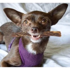 Pawstruck 5" Junior Beef Gullet Bully Sticks For Dogs & Puppies Natural Odorless Jr. Esophagus Treat - Joint Health Mini Thin Jerky Chew Steer Stix 13 Pawstruck 5" Junior Beef Gullet Bully Sticks For Dogs & Puppies Natural Odorless Jr. Esophagus Treat - Joint Health Mini Thin Jerky Chew Steer Stix -PawHut Sales Store GUEST 17b6ad3f 5d59 48c6 8fc4 b8e7a5d77298