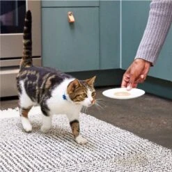 Temptations Creamy Puree With Salmon Lickable Squeezable Adult Cat Treats 13 Temptations Creamy Puree With Salmon Lickable Squeezable Adult Cat Treats -PawHut Sales Store GUEST 19b4dd8f 7051 404f a5a6 107cc863c538