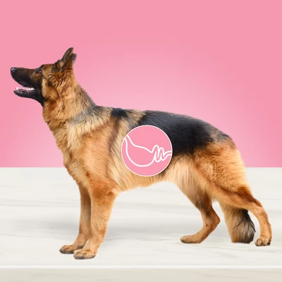 Blue Buffalo True Solutions Blissful Belly Digestive Care Chicken Flavor Adult Dry Dog Food 2 Blue Buffalo True Solutions Blissful Belly Digestive Care Chicken Flavor Adult Dry Dog Food - Image 2