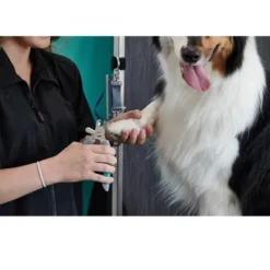 Groomer Essentials Small Nail Clippers 5 Groomer Essentials Small Nail Clippers -PawHut Sales Store GUEST 1d55cb03 5e43 4c70 84c0 dcb9cd552994