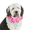 Midlee Pink Birthday Pom Pom Dog Collar