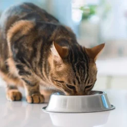 IAMS Advanced Immune Health With Salmon & Chicken Flavor Adult Dry Cat Food - 7lbs -PawHut Sales Store GUEST 235894ee ff55 4441 8085 26931bf75547