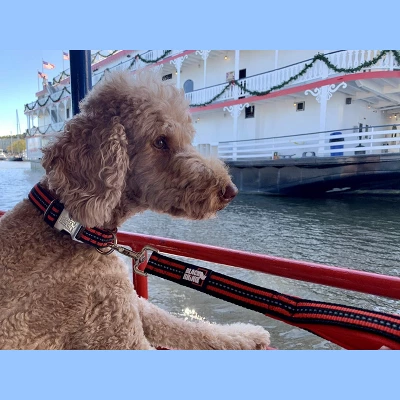 Black Rhino Dog Leash 5ft Long Double Handle W/ Reflective Lead - Aqua 2 Black Rhino Dog Leash 5ft Long Double Handle W/ Reflective Lead - Aqua - Image 2