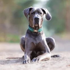 Blue Buffalo Life Protection Formula Natural Adult Large Breed Dry Dog Food With Chicken And Brown Rice -PawHut Sales Store GUEST 2d9a4fef 21fe 4018 831c 02dc8d47b8a0 1