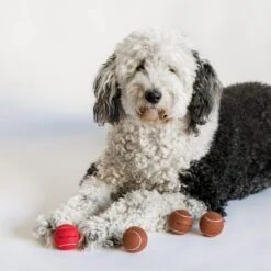 Midlee Red Nose Christmas Dog Tennis Balls (Standard) 7 Midlee Red Nose Christmas Dog Tennis Balls (Standard) -PawHut Sales Store GUEST 30a0c938 a4d5 4501 a365 25d202a8fb4a