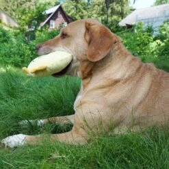 Bite Force Built With Kevlar Tough Plush Chicken Dog Toy 19 Bite Force Built With Kevlar Tough Plush Chicken Dog Toy -PawHut Sales Store GUEST 30f8fc5f e3ac 48e0 baca aadc033cdffe