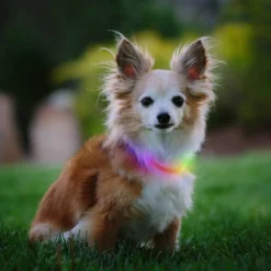 Nite Ize Mini Rechargable LED Safety Necklace Disc-O Adjustable Dog Collar -PawHut Sales Store GUEST 35ddc0db 202a 44e6 a9a1 cb1970562c77