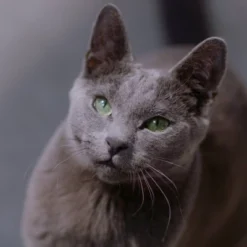 Reveal Pet Food Broth With Chicken, Crab And Tuna Can Wet Cat Food - 12pk/2.47oz Variety Pack -PawHut Sales Store GUEST 3b4f4986 24fd 450d 8a12 88f2e2bbb156 1