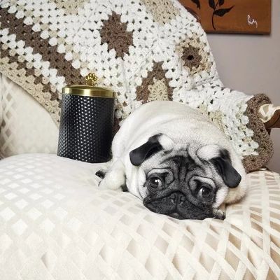 Amici Pet Woofgang Storage Canister, 70 Oz. , Black W/ Gold Lid 4 Amici Pet Woofgang Storage Canister, 70 Oz. , Black W/ Gold Lid - Image 4