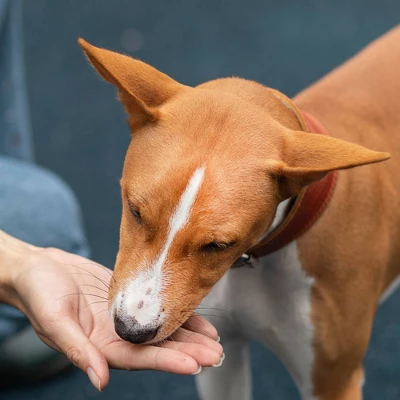Zesty Paws Lil' Zesties Aller-Immune Supplement Squares - Smoked Turkey - 10oz 5 Zesty Paws Lil' Zesties Aller-Immune Supplement Squares - Smoked Turkey - 10oz - Image 5