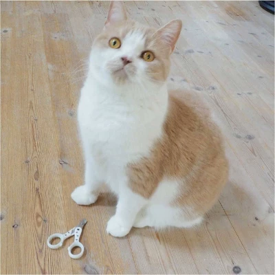 Necoichi Purrcision Feline Nail Clippers 7 Necoichi Purrcision Feline Nail Clippers - Image 7