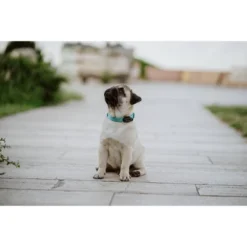 Tickless Natural Flea & Tick Repellent For Dogs - Black