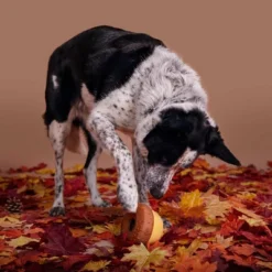 BARK Acorn Super Chewer Dog Toy -PawHut Sales Store GUEST 51aa61e5 e6d5 4f06 8ef3 a8558cd3ed18