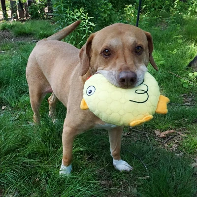 Bite Force Built With Kevlar Tough Plush Chicken Dog Toy 8 Bite Force Built With Kevlar Tough Plush Chicken Dog Toy - Image 8