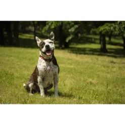 Tickless Natural Flea & Tick Repellent For All Dog Sizes - Pink