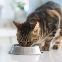 IAMS Advanced Healthy Digestion With Turkey & Chicken Flavour Adult Dry Cat Food - 7lbs -PawHut Sales Store GUEST 58da814f 0cb1 4584 a466 8f318c546d1c