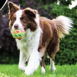 IAMS ProActive Health Active With Chicken And Turkey Dry Dog Food - 6lbs -PawHut Sales Store GUEST 5e08a5b7 a3dc 4eb8 9226 96dc086d7736