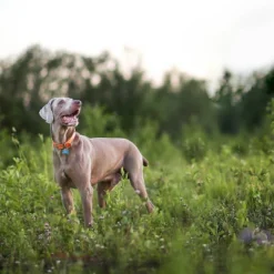 Nutro Natural Choice Small Breed Adult Chicken And Brown Rice Dry Dog Food 18 Nutro Natural Choice Small Breed Adult Chicken And Brown Rice Dry Dog Food -PawHut Sales Store GUEST 5e913909 c4af 4143 94e1 d429d13a1de3 3