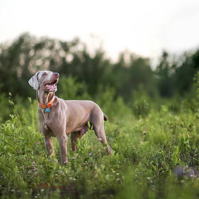 Nutro Natural Choice Small Breed Adult Chicken And Brown Rice Dry Dog Food 8 Nutro Natural Choice Small Breed Adult Chicken And Brown Rice Dry Dog Food - Image 8
