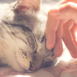 Cat House - Indoor Bed With Removable Foam Cushion - Pet Tent For Puppies, Rabbits, Guinea Pigs, Hedgehogs, And Other Small Animals By PETMAKER (Tan) 9 Cat House - Indoor Bed With Removable Foam Cushion - Pet Tent For Puppies, Rabbits, Guinea Pigs, Hedgehogs, And Other Small Animals By PETMAKER (Tan) -PawHut Sales Store GUEST 6062d0ea 4197 46b6 8538 31a623858abf