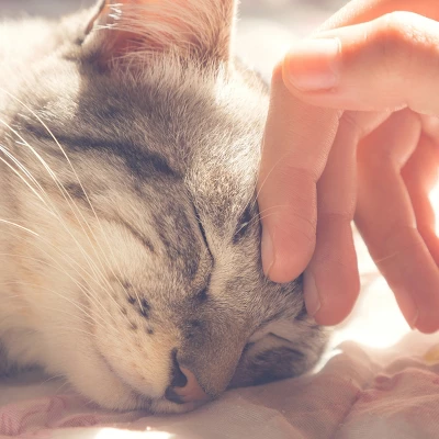 Cat House - Indoor Bed With Removable Foam Cushion - Pet Tent For Puppies, Rabbits, Guinea Pigs, Hedgehogs, And Other Small Animals By PETMAKER (Tan) 4 Cat House - Indoor Bed With Removable Foam Cushion - Pet Tent For Puppies, Rabbits, Guinea Pigs, Hedgehogs, And Other Small Animals By PETMAKER (Tan) - Image 4