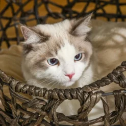 PawHut 20.5" Rattan Cat Bed, Kitten House, Elevated Round Condo For Comfort And Circulation With Cushion, Round Design -PawHut Sales Store GUEST 625d5677 9765 470b 91f5 3c05d5e30b6f