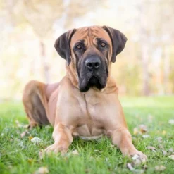 Blue Buffalo Life Protection Healthy Weight Chicken & Brown Rice Recipe Large Breed Adult Dry Dog Food - 30lbs 12 Blue Buffalo Life Protection Healthy Weight Chicken & Brown Rice Recipe Large Breed Adult Dry Dog Food - 30lbs -PawHut Sales Store GUEST 626becf2 1c6e 4819 8b69 cab21f29f5b6