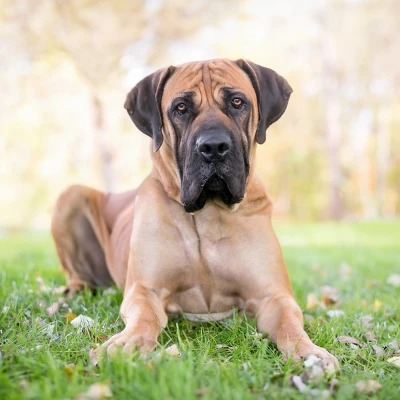 Blue Buffalo Life Protection Healthy Weight Chicken & Brown Rice Recipe Large Breed Adult Dry Dog Food - 30lbs 5 Blue Buffalo Life Protection Healthy Weight Chicken & Brown Rice Recipe Large Breed Adult Dry Dog Food - 30lbs - Image 5