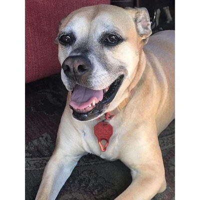 The Tick Patrol Effortless Human & Dog Tick Removal Tool, Safeguard People Or Pets From Ticks 6 The Tick Patrol Effortless Human & Dog Tick Removal Tool, Safeguard People Or Pets From Ticks - Image 6