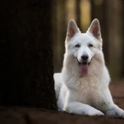 Blue Buffalo Wilderness High Protein Natural Senior Dry Dog Food With Chicken - 24lbs -PawHut Sales Store GUEST 6cc8cbf9 72e3 4567 92f1 beb19349216e