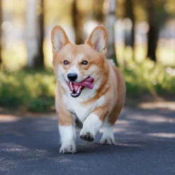 Blue Buffalo Life Protection Formula Natural Adult Dry Dog Food With Lamb And Brown Rice -PawHut Sales Store GUEST 6e25ece6 1c73 4b51 b407 b0b644b1df17