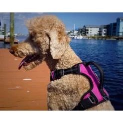 Black Rhino Adjustable Dog Harness With Mesh Padded Ves, Medium, Blue 10 Black Rhino Adjustable Dog Harness With Mesh Padded Ves, Medium, Blue -PawHut Sales Store GUEST 6ef3cc2d 8e91 4068 8347 24727daf063f