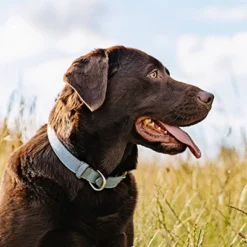 Nutro Natural Choice Lamb And Brown Rice Recipe Adult Dry Dog Food -PawHut Sales Store GUEST 70eac3f6 a490 42dc 88f3 5cf73a71c096