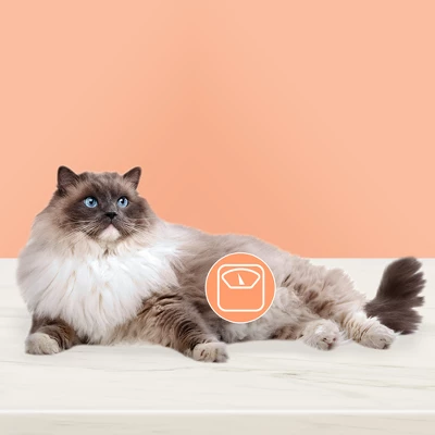 Blue Buffalo True Solutions Fit And Healthy Weight Control Chicken Flavor Adult Dry Cat Food - 11lb 2 Blue Buffalo True Solutions Fit And Healthy Weight Control Chicken Flavor Adult Dry Cat Food - 11lb - Image 2