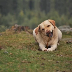 Cadet Large Bully Sticks Beef Dog Treats - 9-11"/2pk 5 Cadet Large Bully Sticks Beef Dog Treats - 9-11"/2pk -PawHut Sales Store GUEST 7e3bd6b5 7457 4a05 9c46 9a769afed236