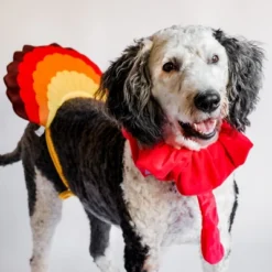 Midlee Turkey Beard & Tail Thanksgiving Dog Costume