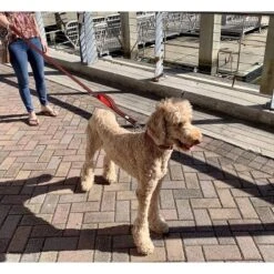 Black Rhino Dog Leash 5ft Long Double Handle W/ Reflective Lead - Aqua