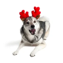 Midlee Christmas Reindeer Small Dog Antlers -PawHut Sales Store GUEST 87f38afd 91b3 4e20 a0d3 989db17e1c3d