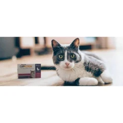 CapAction Flea Treatment For Cats - 2-25lbs 9 CapAction Flea Treatment For Cats - 2-25lbs -PawHut Sales Store GUEST 885f41c9 2361 4294 a1e5 7fc18ce60f01