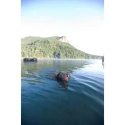 Chuckit! Ultra Ball 2pk - Orange/Blue - M 7 Chuckit! Ultra Ball 2pk - Orange/Blue - M -PawHut Sales Store GUEST 8ff8e81b f60b 47cc b74b 60ffb1158682