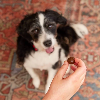 Zesty Paws Probiotic Pill Wrap Pouch For Dogs With Bacon Flavor - 4.2oz 2 Zesty Paws Probiotic Pill Wrap Pouch For Dogs With Bacon Flavor - 4.2oz - Image 2