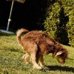 Native Pet Probiotic Supplement Powder With Bone Broth For Dogs - 4.1oz -PawHut Sales Store GUEST 9300e421 6409 42db 8137 1aa305a37093